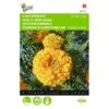 Afrikaan Golden Age - Tagetes Erecta -GroenLeven afrikaan golden age tagetes erecta 1646840331 435 600