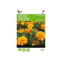 Afrikaan Petite Orange - Tagetes Patula Nana