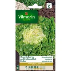Andijvie Breedblad Grosse Bouclée 2