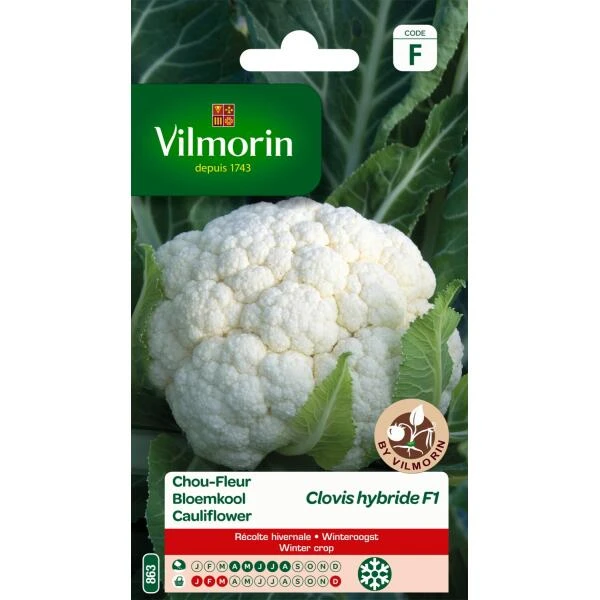 Bloemkool Clovis HF1 3 Bloemkool Clovis HF1