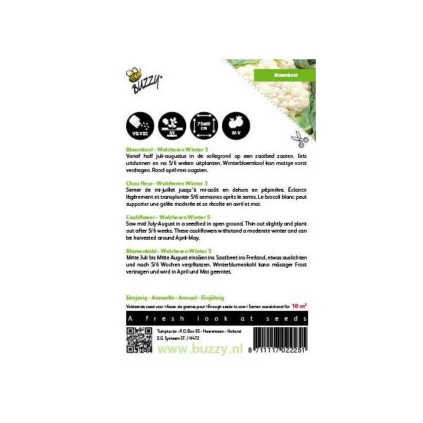 Bloemkool Walcheren Winter - Brassica Oleracea 4 Bloemkool Walcheren Winter - Brassica Oleracea - Afbeelding 2