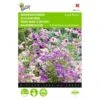 Boerenorchidee Angel Wings - Schizanthus Sinuata Wisetonensis -GroenLeven boerenorchidee angel wings schizanthus sinuata wisetonensis 1646840330 431 600