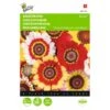 Bonte Ganzebloem Mix - Chrysanthemum Carinatum 1 Bonte Ganzebloem Mix - Chrysanthemum Carinatum -GroenLeven bonte ganzebloem mix chrysanthemum carinatum 1646840326 323 600