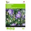 Campanula Carpatica (blauw Karpatenklokje) -GroenLeven campanula carpatica blauw karpatenklokje 1646840336 533 600
