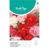 Chabaud Anjer Mix - Dianthus Caryophyllus -GroenLeven chabaud anjer mix dianthus caryophyllus 1646840361 1078 600