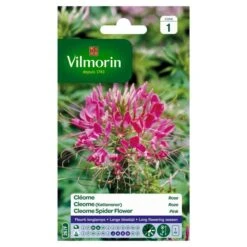 Cleome Kattensnor Roze