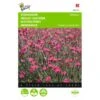 Dianthus Deltoides Brilliant -GroenLeven dianthus deltoides brilliant 1646840336 541 600