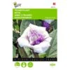 Doornappel - Datura Metel -GroenLeven doornappel datura metel 1646840345 706 600