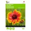 Gaillardia Aristata -GroenLeven gaillardia aristata 1646840336 545 600