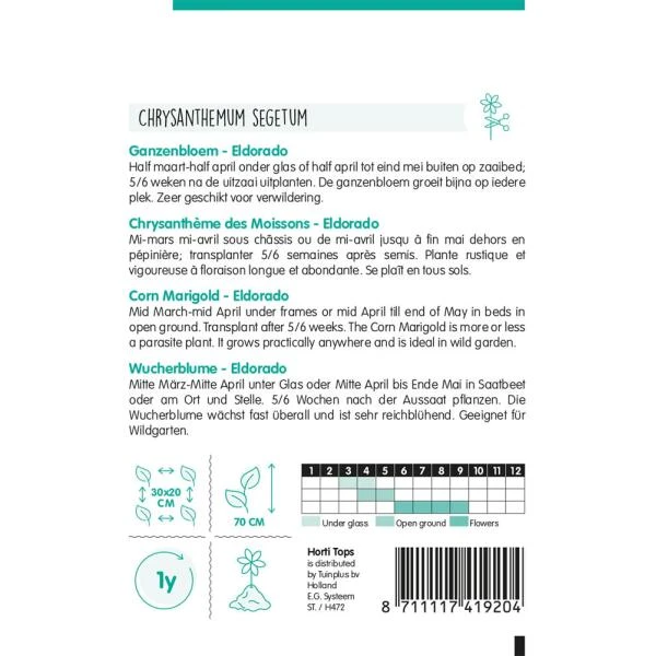 Gekroonde Ganzenbloem - Chrysanthemum Segetum 4 Gekroonde Ganzenbloem - Chrysanthemum Segetum - Afbeelding 2