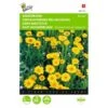 Gele Ganzebloem - Chrysanthemum Segetum -GroenLeven gele ganzebloem chrysanthemum segetum 1646840326 325 600