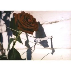 Geleidingssysteem Voor Klimplanten Palissa -GroenLeven geleidingssysteem voor klimplanten 1601382137 3 600