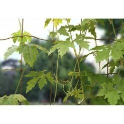 Groeinet Bonen En Erwten 1,8 × 1,8 M -GroenLeven groeinet bonen 18 x 18 m 1531226378 1 600