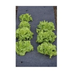 Gronddoek Vilt Met Openingen Voor Sla En Bonen - 60 Cm × 5 M -GroenLeven gronddoek voor sla en bonen 60 cm x 5 m 1513845998 3 600