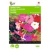 Hangpetunia - Petunia Pendula -GroenLeven hangpetunia petunia pendula 1646840330 423 600