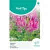 Kattensnor Rose Queen - Cleome Spinosa HT -GroenLeven kattensnor rose queen cleome spinosa ht 1646840358 1012 600