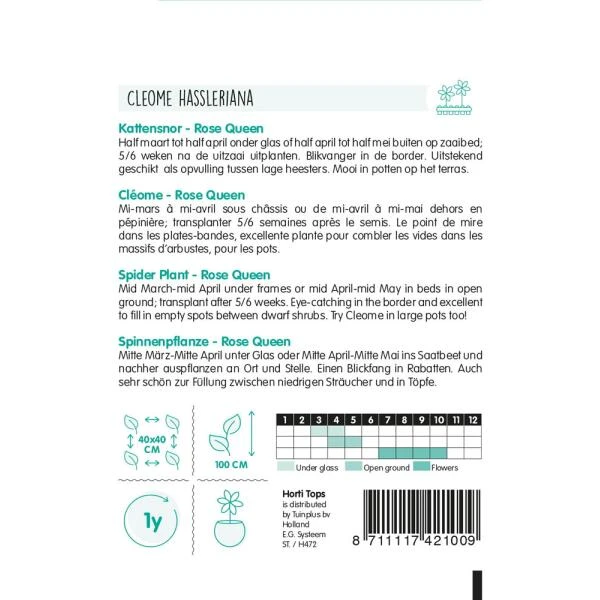 Kattensnor Rose Queen - Cleome Spinosa HT 4 Kattensnor Rose Queen - Cleome Spinosa HT - Afbeelding 2