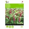 Kattenstaartamarant - Amaranthus Caudatus -GroenLeven kattenstaartamarant amaranthus caudatus 1646840324 291 600