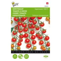 Kerstomaat Supersweet 100 F1 - Lycopersicon Esculentum