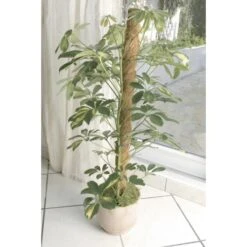 Kokos Kamerplantensteun - Plantstok Ø45 Mm × 1 M 8 Kokos Kamerplantensteun - Plantstok Ø45 Mm × 1 M -GroenLeven kokos plantensteun 45 mm x 1 m 1622717806 3 600