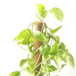 Kokos Kamerplantensteun - Plantstok Ø 45 Mm × 1,5 M 9 Kokos Kamerplantensteun - Plantstok Ø 45 Mm × 1,5 M -GroenLeven kokos plantstok 45 mm x 15 m 1622714996 4 600