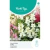 Leeuwenbekje Tom Thumb - Antirrhinum Majus Pumilum -GroenLeven leeuwenbekje tom thumb antirrhinum majus pumilum 1646840325 317 600