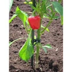 Plantenbinder - Rubber 18 Cm Groen - Set Van 15 Stuks -GroenLeven plantenbinder rubber 18 cm groen 1672759364 3 600