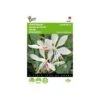 Prachtkaars - Gaura Sparkle White -GroenLeven prachtkaars gaura sparkle white 1646840393 1704 600