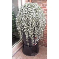 Regenton Antraciet - 360 Liter 9 Regenton Antraciet - 360 Liter -GroenLeven regenton antraciet 360 liter 1566069314 1 600