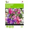 Reukerwt Bijou - Lathyrus Odoratus -GroenLeven reukerwt bijou lathyrus odoratus 1646840328 381 600