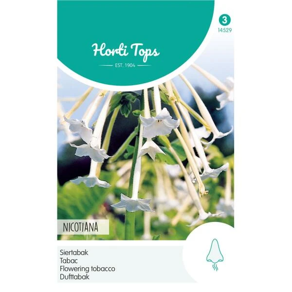 Siertabak - Nicotiana Sylvestris 3 Siertabak - Nicotiana Sylvestris