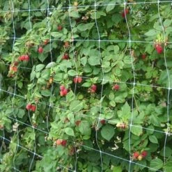 Klimgaas Erwten En Bonen 2m × 10 M 6 Klimgaas Erwten En Bonen 2m × 10 M -GroenLeven steungaas klimgaas 2 x 10 meter 1553367633 1 600