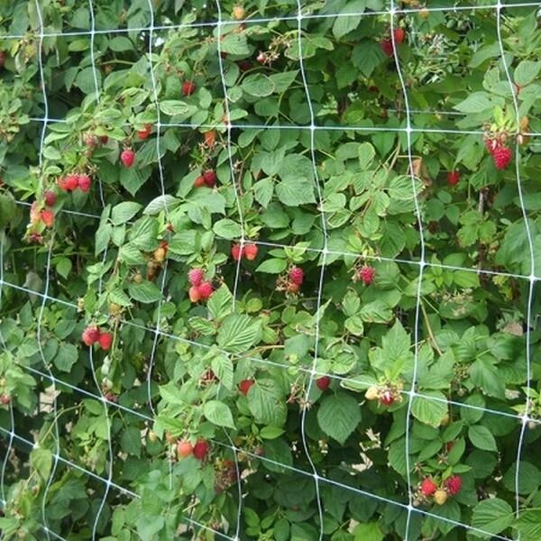 Klimgaas Erwten En Bonen 2m × 10 M 4 Klimgaas Erwten En Bonen 2m × 10 M - Afbeelding 2