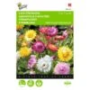 Strobloem - Helichrysum Bracteatum -GroenLeven strobloem helichrysum bracteatum 1646840328 371 600