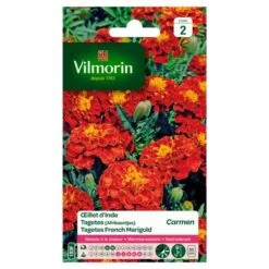 Tagetes Carmen - Tagetes Patula