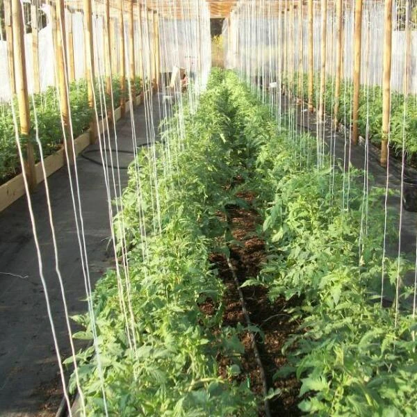 Tomatenkoorden - Tomatentouwen 220 Cm - Set Van 100 Stuks 3 Tomatenkoorden - Tomatentouwen 220 Cm - Set Van 100 Stuks