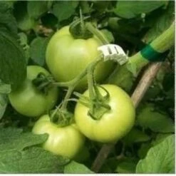 Tomaten Trossteun Wit - Set Van 100 Stuks -GroenLeven tomatentrossteunen 1484056718 4 600