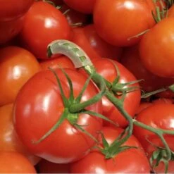 Tomaten Trossteun Wit - Set Van 100 Stuks -GroenLeven tomatentrossteunen 1536691845 1 600