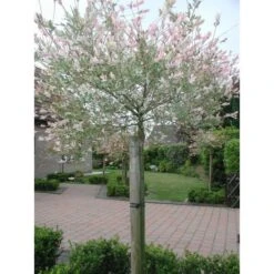 Tree-fix Boombinder 23 Cm - Set Van 20 Stuks -GroenLeven treefix boombinder 23 cm 1547127699 1 600