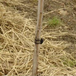 Vigne-fix 11 Cm Plantenbinder - 500 G -GroenLeven vignefix 11 cm plantenbinder 1547124016 1 600