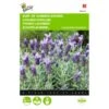 Vlinderlavendel Sancho Panza - Lavandula Stoechas -GroenLeven vlinderlavendel sancho panza lavandula stoechas 1646840345 702 600