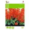 Vuursalie Sint Jansvuur - Salvia Splendens 1 Vuursalie Sint Jansvuur - Salvia Splendens -GroenLeven vuursalie sint jansvuur salvia splendens 1646840330 429 600