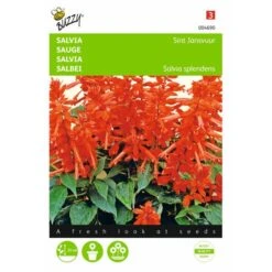 Vuursalie Sint Jansvuur - Salvia Splendens