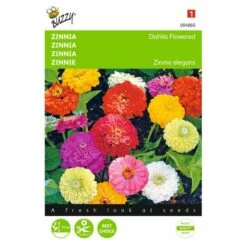 Zinnia Dahliabloemig - Zinnia Elegans