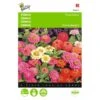 Zinnia Thumbelina Mix - Zinnia Elegans -GroenLeven zinnia thumbelina mix zinnia elegans 1646840333 471 600