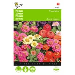 Zinnia Thumbelina Mix - Zinnia Elegans