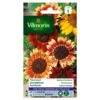Zonnebloem Herfstschone - Helianthus Annuus -GroenLeven zonnebloem herfstschone helianthus annuus 1646839549 249 600