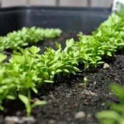 Zaaibak Zwart 57 × 42 × 8 Cm 11 Zaaibak Zwart 57 × 42 × 8 Cm -GroenLeven zwarte zaaibak 55 x 40 x 8 cm 1484055699 5 600